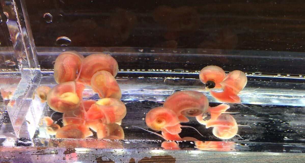 【水槽の桜】 櫻華　準繁殖〜繁殖サイズ15匹　ピンクラムズホーン　　送料無料_画像4