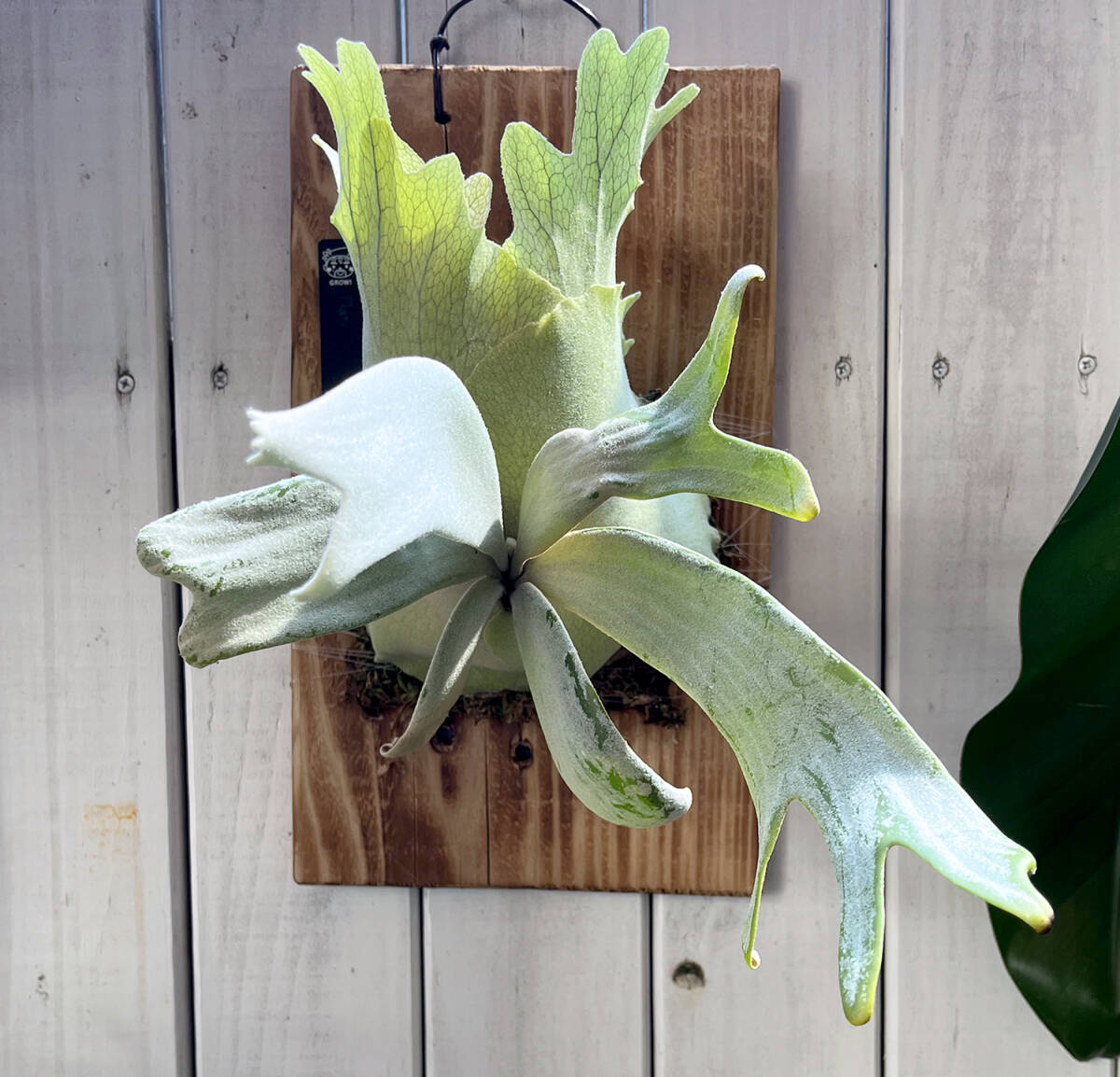 Yahoo!オークション - P.Willinckii 'Copper will' Platycerium Yahoo!オークション - P.Willinckii 'Copper will' Platycerium