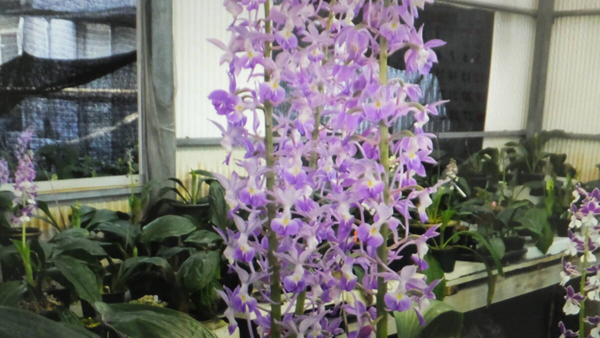（１６８）オリエンタルニオイエビネ、爽春、早咲き香り有りの紫花になります。_画像5