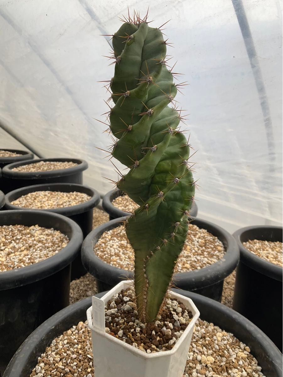 サボテン螺旋神代Cereus peruvianus 