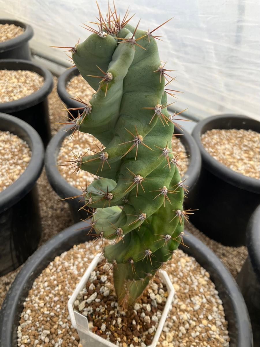 サボテン螺旋神代Cereus peruvianus 