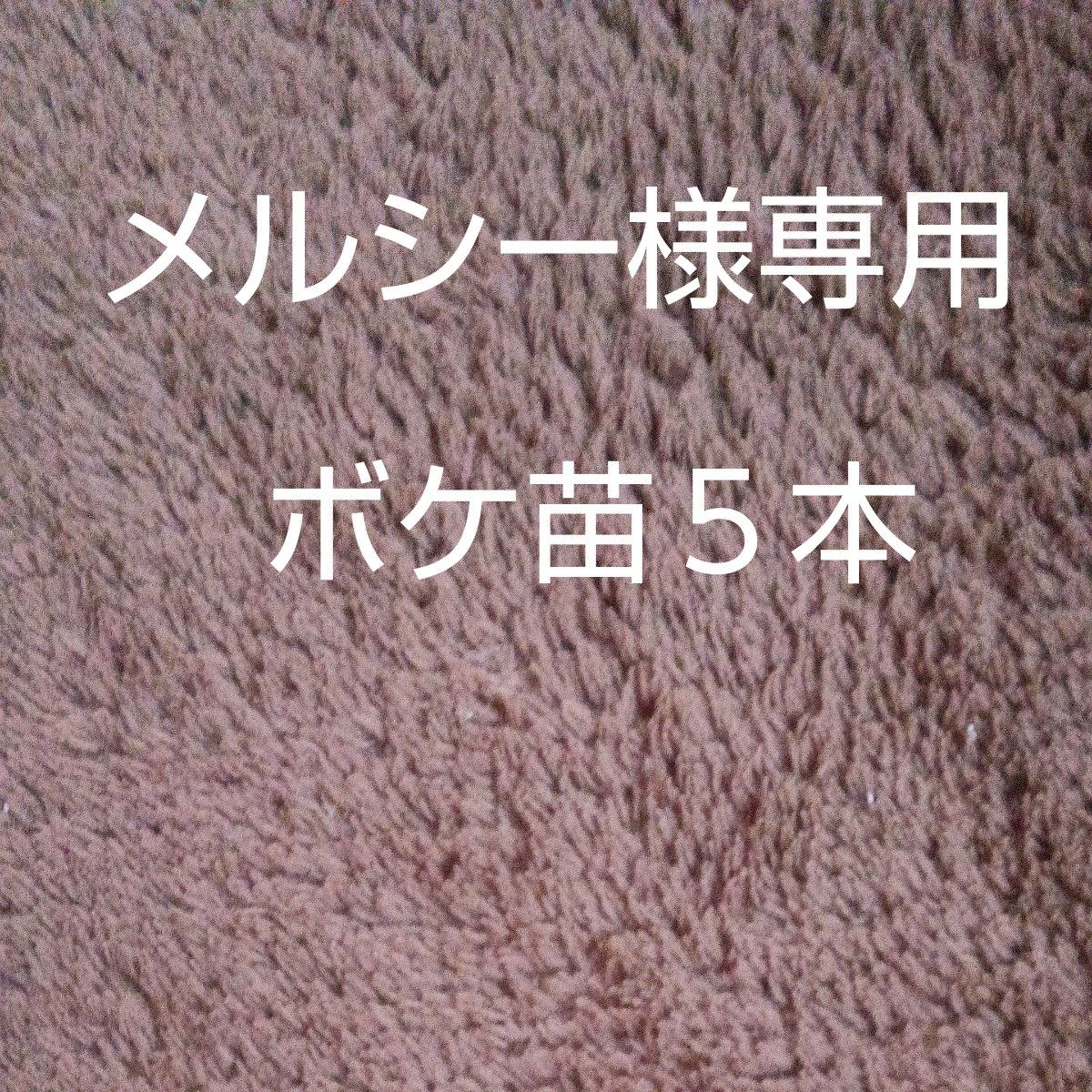 メルシー様専用　ボケ苗５本