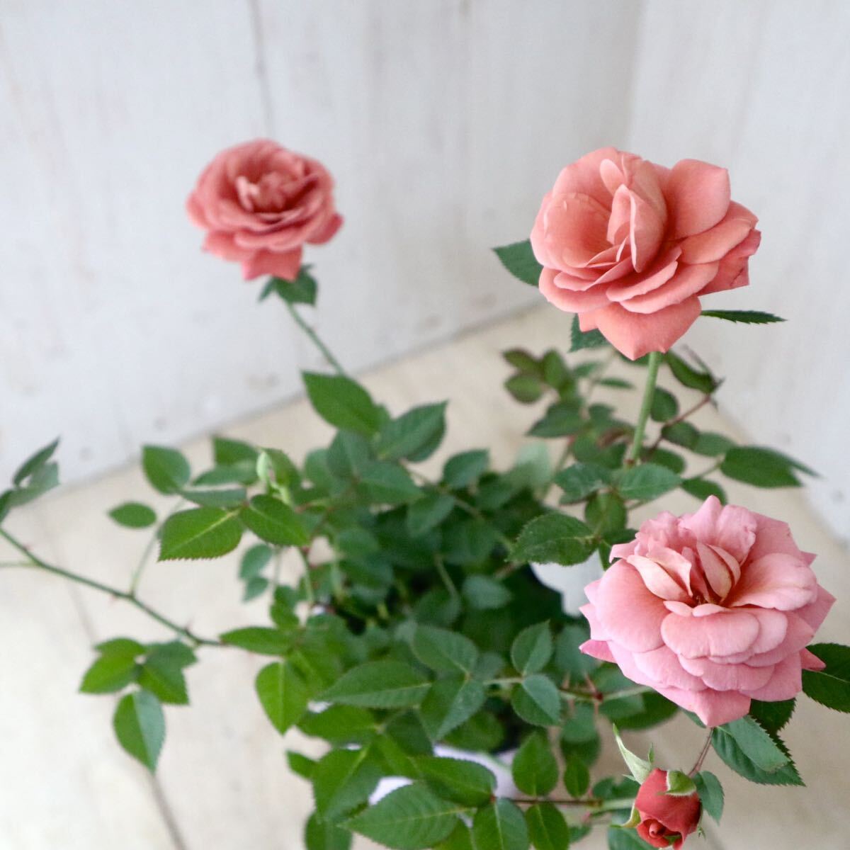  мини роза плюшевый мишка миниатюра rose 