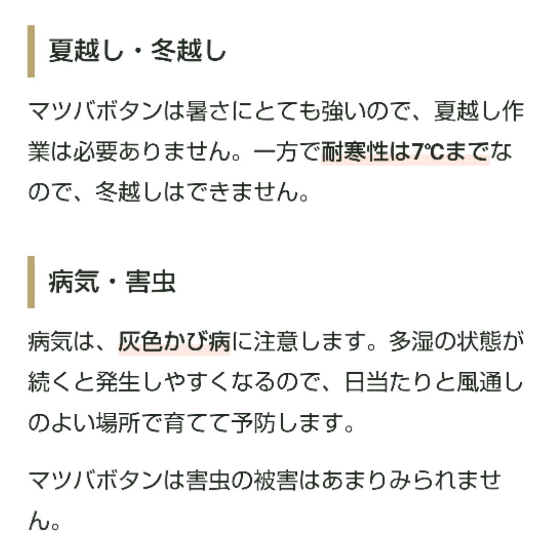 【20粒】斑入りマツバボタン『ペパーミント』コンパクトながらボリュームのある花が素敵♪ 暑さめちゃくちゃ強いです♪ 送料73円〜の画像5