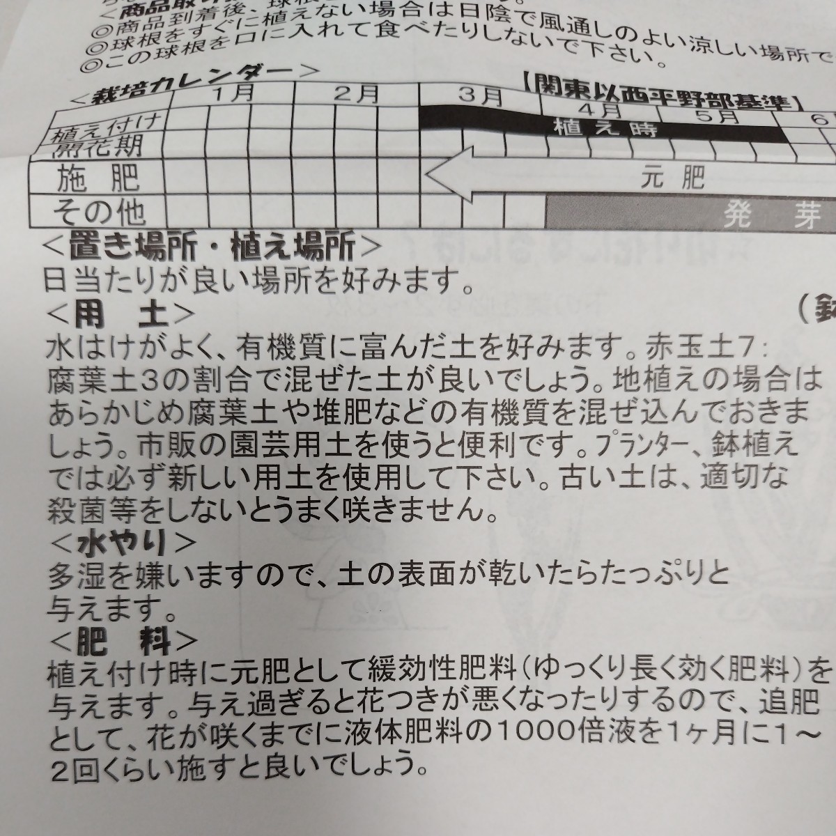 ◆セール◆【10球】ミニグラジオラスMIX　植えっぱなしOK　送料170円〜_画像5