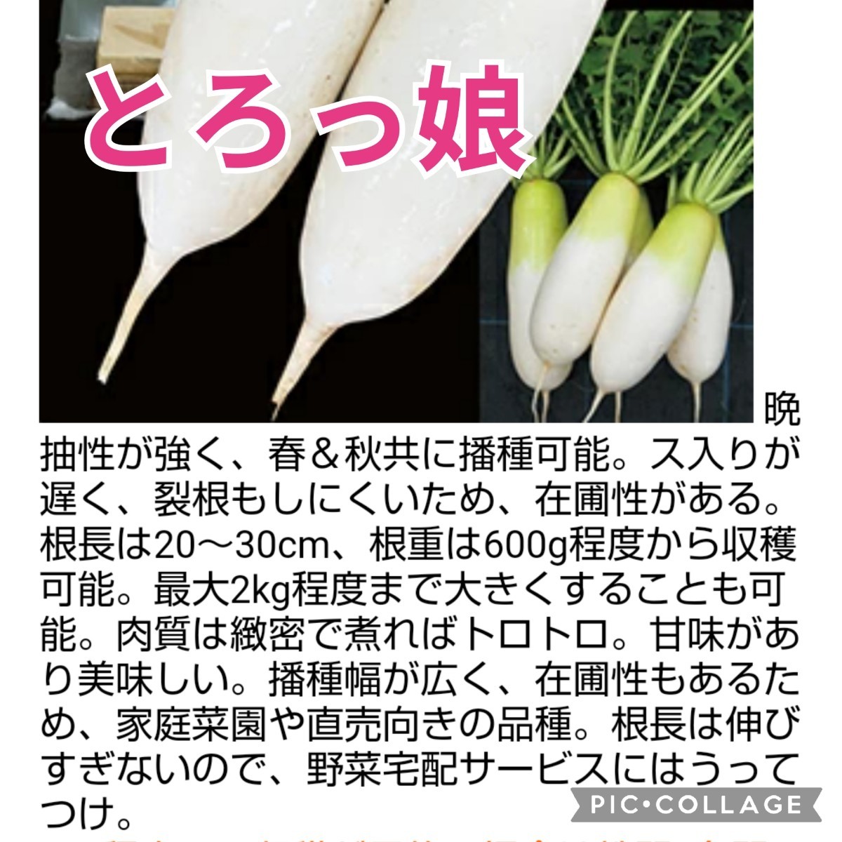 進化系ミニ大根『とろっ娘』【40粒】春＆秋まきOK　家庭菜園　600g〜２kg　送料73円〜_画像3