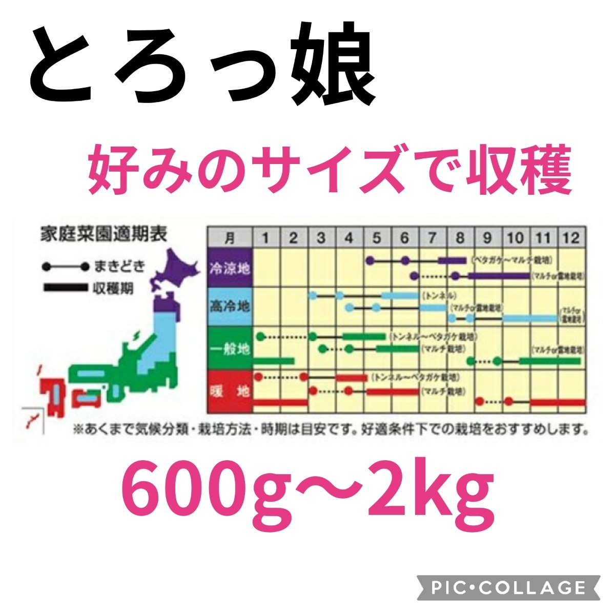 進化系ミニ大根『とろっ娘』【40粒】春＆秋まきOK　家庭菜園　600g〜２kg　送料73円〜_画像2