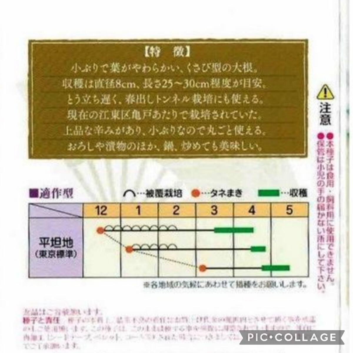 【50〜60粒(約1g)】江戸野菜コレクション『白茎亀井戸大根』　間引き菜も美味しいです♪　送料73円〜_画像2