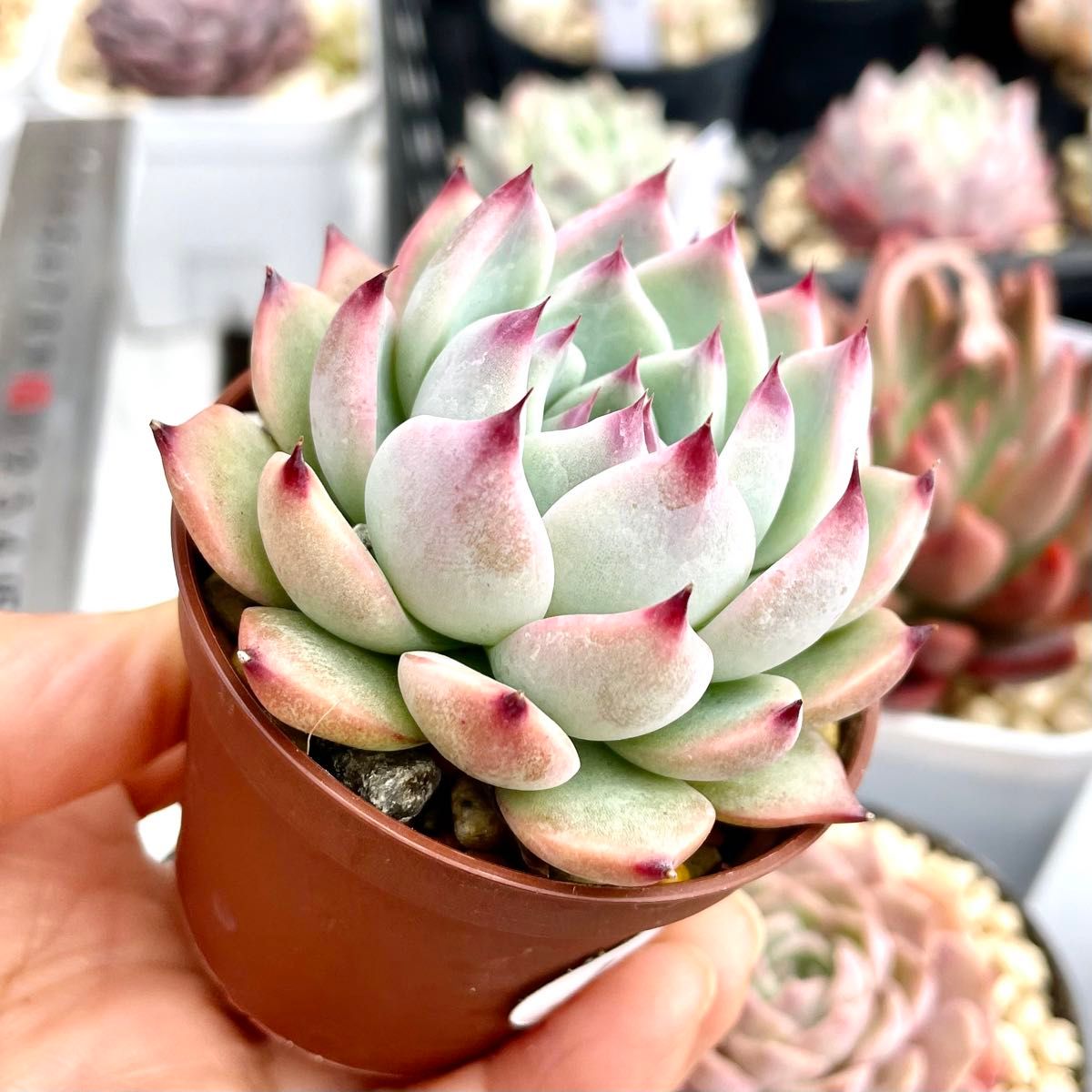 エケベリア9苗セット 抜き苗 多肉植物|Yahoo!フリマ(旧PayPay エケベリア9苗セット 抜き苗 多肉植物|Yahoo!フリマ(旧PayPay