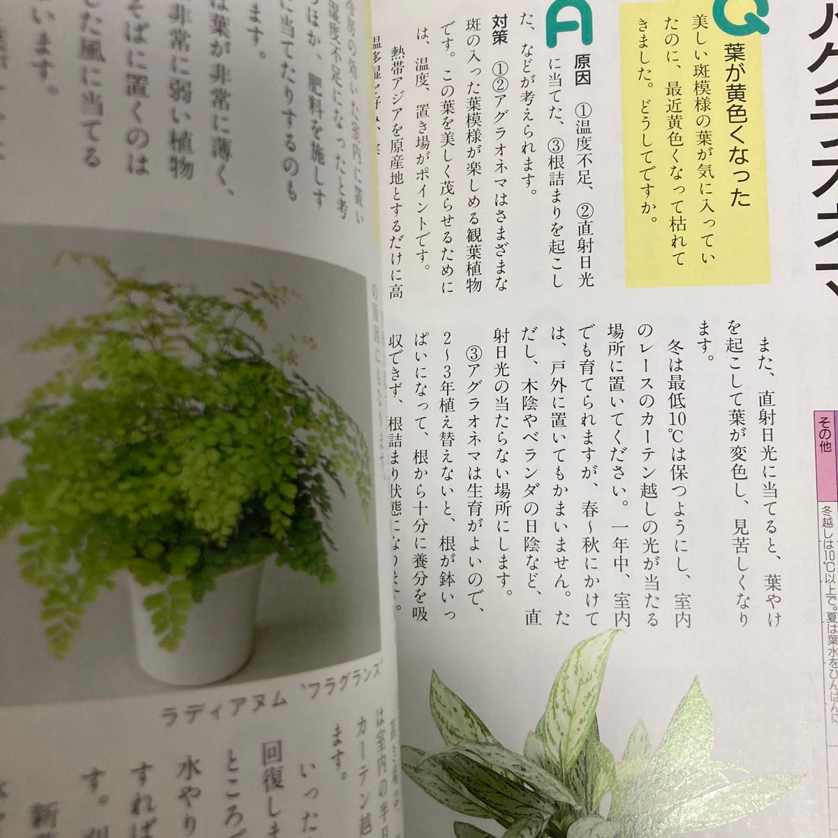 失敗しない観葉植物　決定版 （今日から使えるシリーズ　ｇａｒｄｅｎｉｎｇ)&観葉植物　NHK趣味の園芸新園芸相談⑨の2冊セット