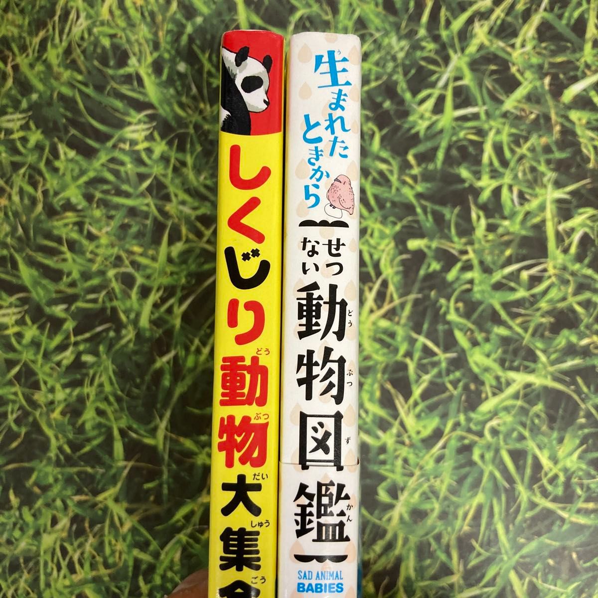 しくじり動物大集合★生まれたときからせつない動物図鑑 2冊セット！