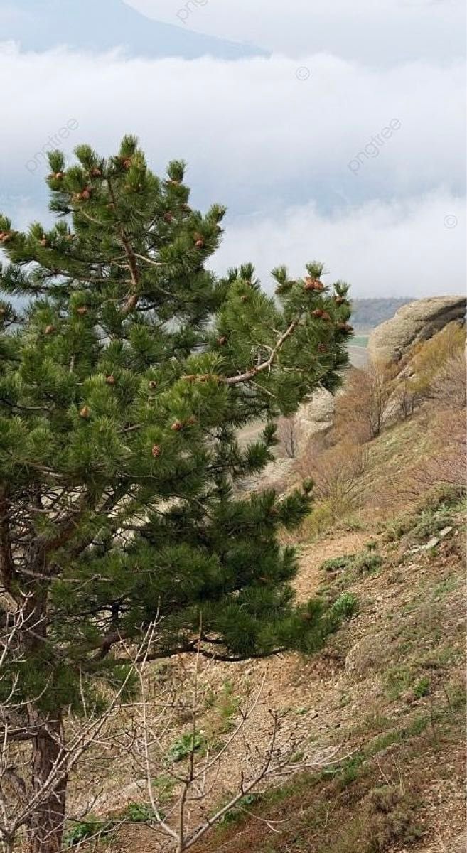 即購入可　即日発送　岡山県　黒松　枝付き松葉　生葉　松の葉農薬栽培期間中不使用