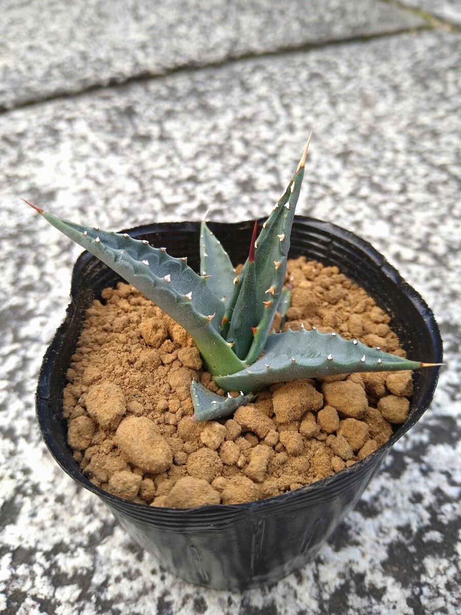 アガベ エボリスピナ Agave utahensis var. eborispina の画像2