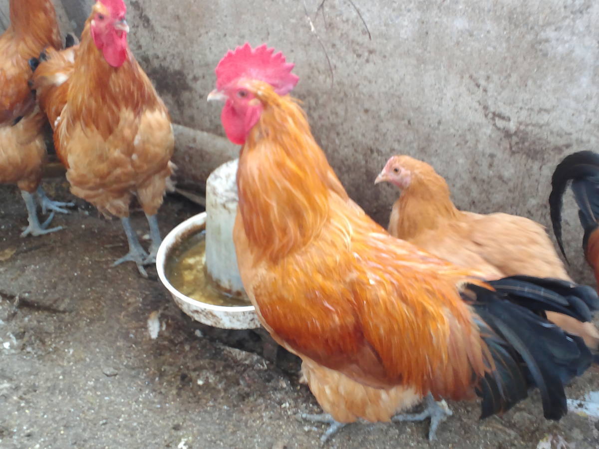 (食用)名古屋コーチン保存会系種鶏　有精卵５個＋１個の出品です。_画像4