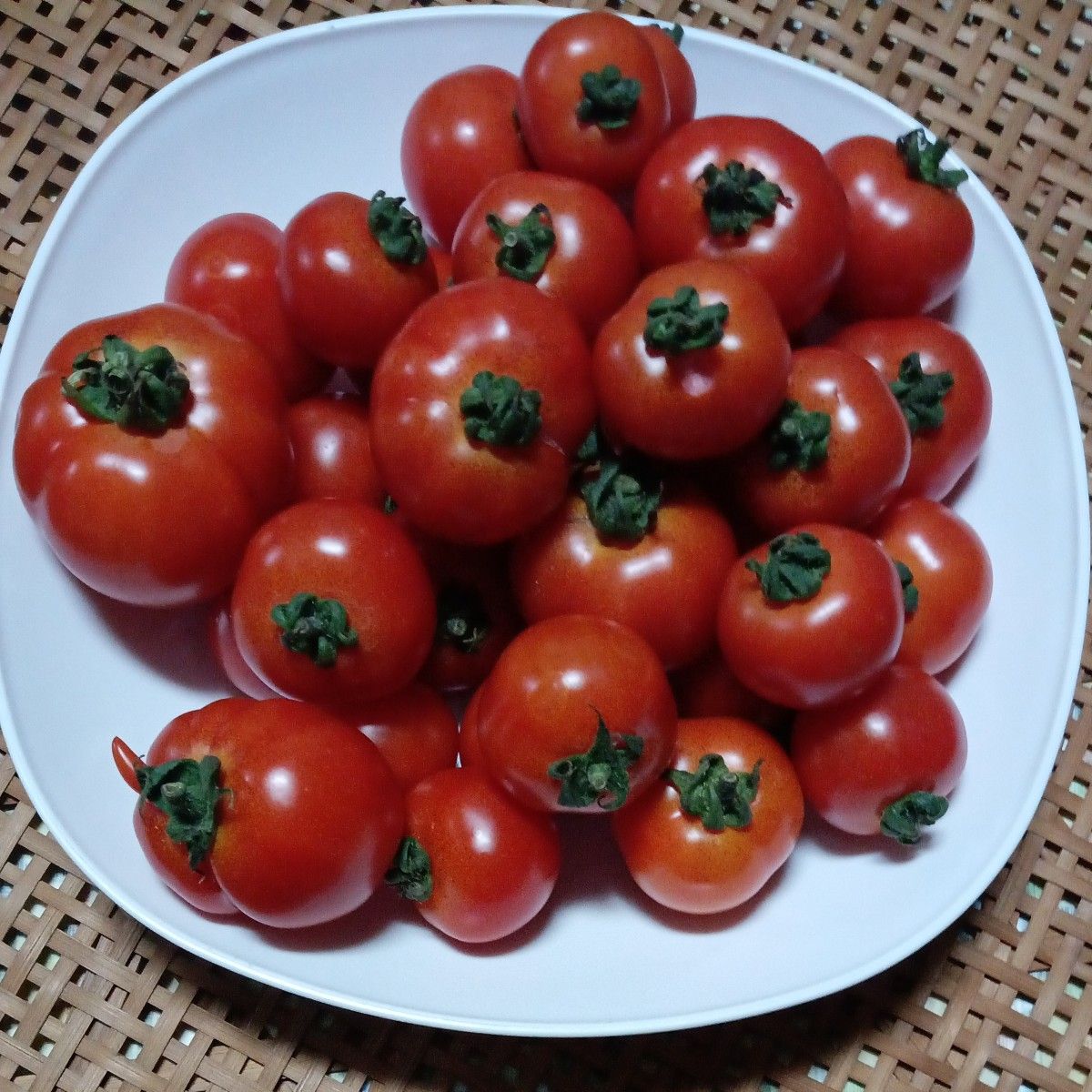 新鮮ミニトマト（小中 規格外品）大きさ不揃い  1.2キロ 