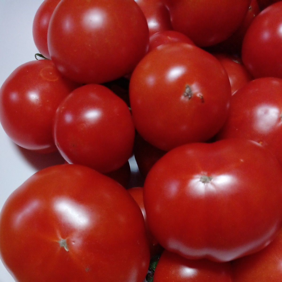 新鮮ミニトマト（小中 規格外品）大きさ不揃い  1.2キロ 
