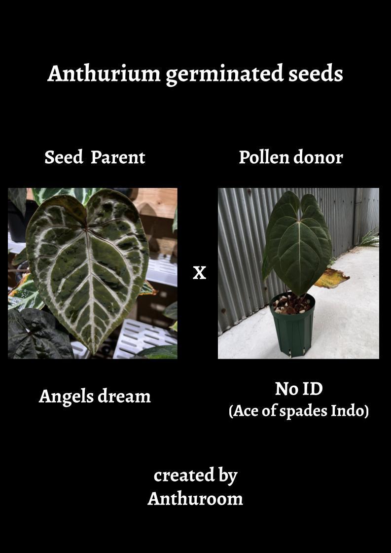 【Anthuroom】（2pcs）Anthurum 'Angels dream' x No ID(Ace of Spades indo type)発芽済み種子2粒 アンスリウムハイブリッド_画像1