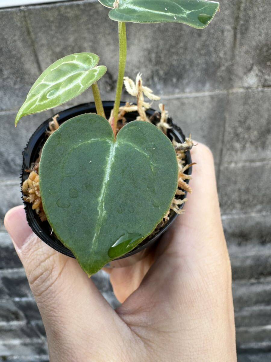 Yahoo!オークション - 【anthuroom】Anthurium Dorayaki Yahoo!オークション - 【anthuroom】Anthurium Dorayaki
