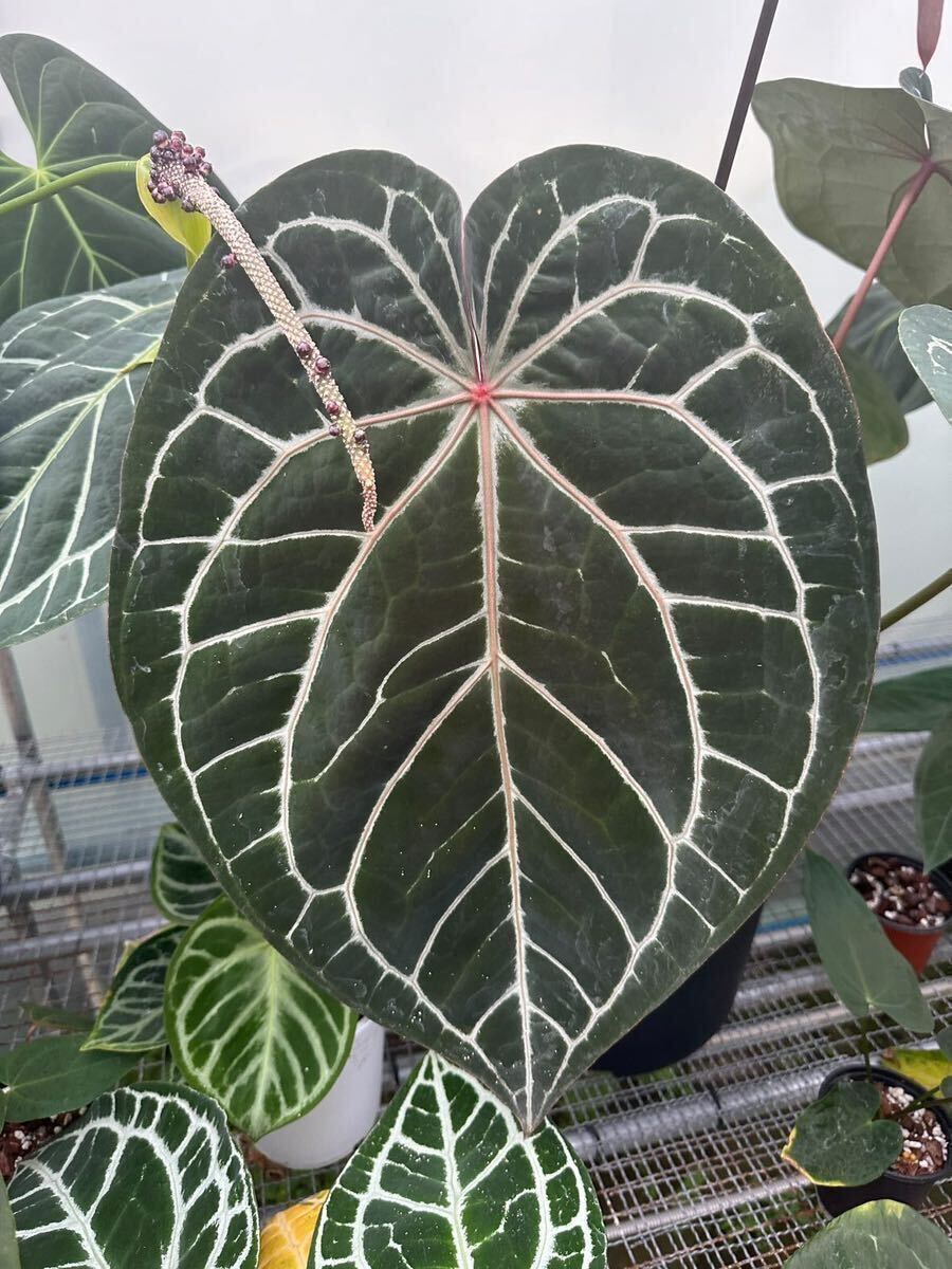 【Anthuroom】(select)Anthurium Red crystallinum NSE self アンスリウムレッドクリスタリナム from Plant code farmの画像1