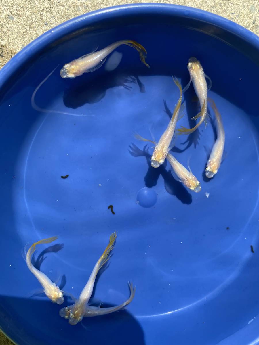 とても綺麗な　　イエローテール半月ヒレ長　若魚　8匹+保障2匹 　自然光撮影_画像3