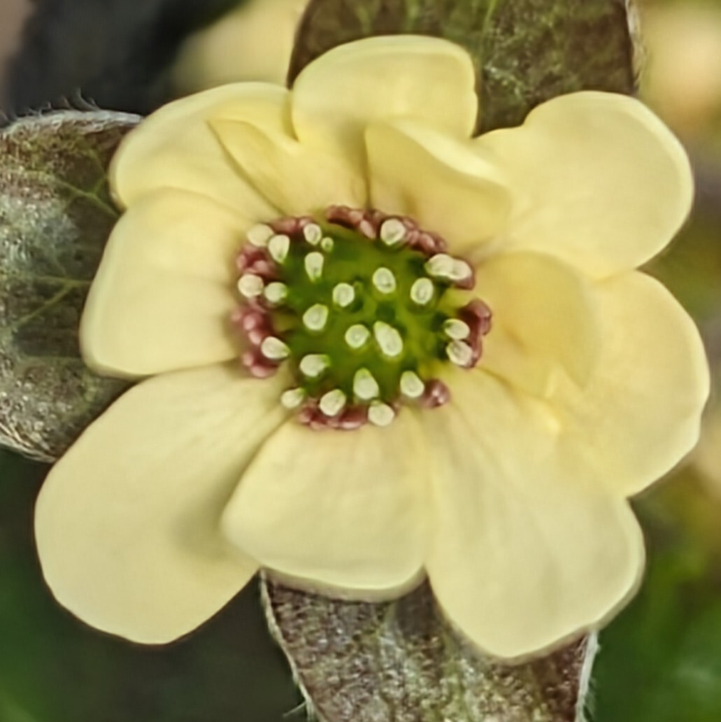 雪割草　「黄花」美花です。育種ビニールロングポット植えです。_画像2