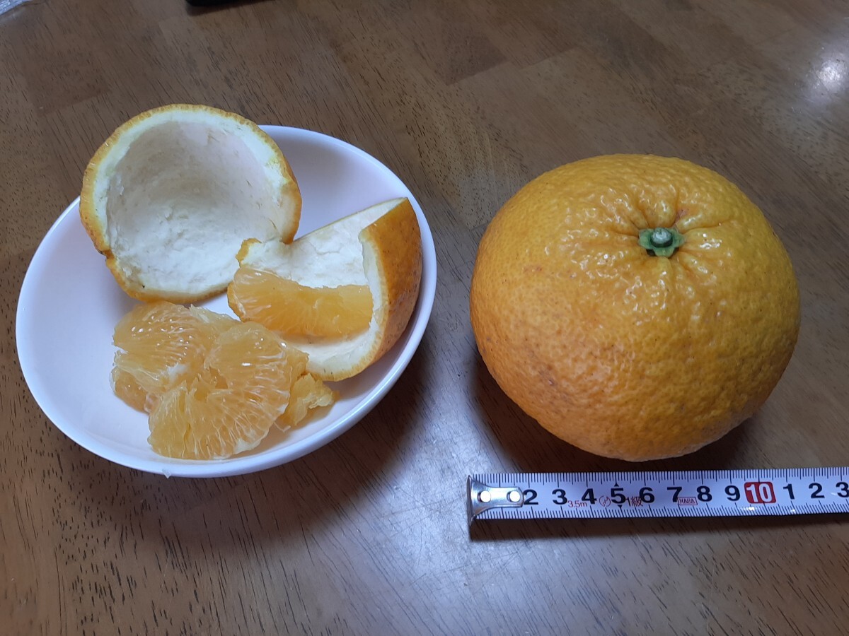 幻の柑橘『サヌキエレガント』（スルガエレガントではありません）送料込み、愛媛産サイズ混合、栽培期間中農薬不使用3キロ_画像3