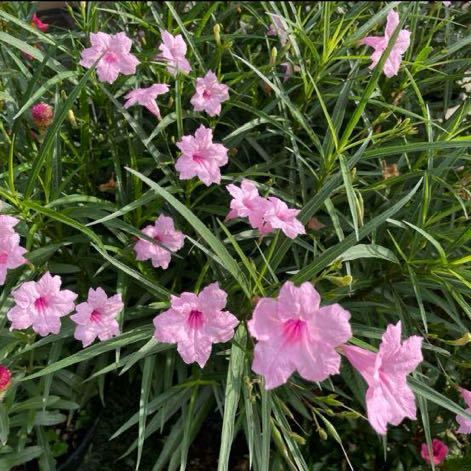 昨年度取れた種　花　植物　低木　ヤナギバルイラソウ　ルエリア　ピンク　100粒_画像1