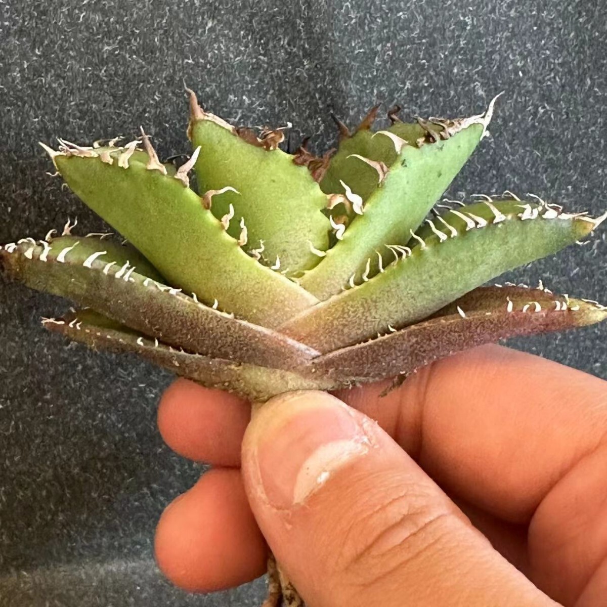 Y553 ガベ チタノタ 蟹 カニ 極美極上小株3株同梱Agave Titanota 優良血統 強鋸歯_画像3