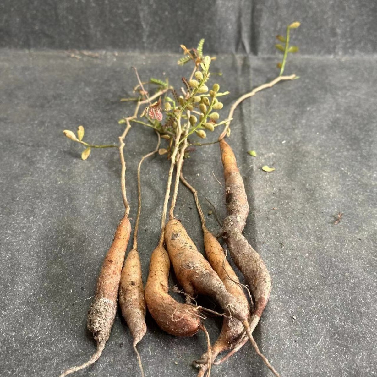 Y661. root plant Operculicarya pachypus real raw Opel k licca rear pakips bulb plant 6 stock 