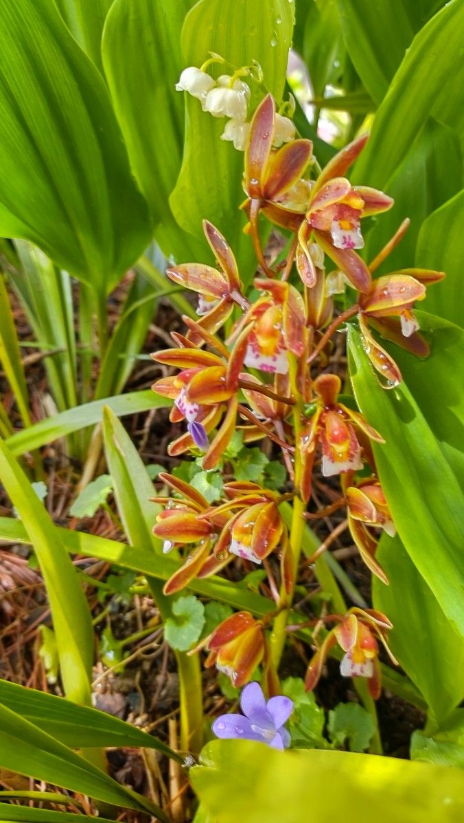 キンリョウヘン  斑入り　金陵辺 千代田錦  (3株)植物一般