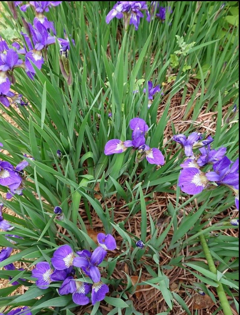 三寸 アヤメ  (100芽) 