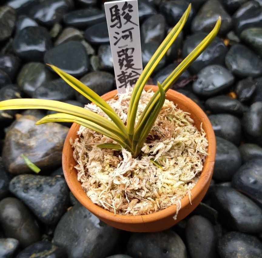 駿河覆輪　 富貴蘭　(1芽)植物一般