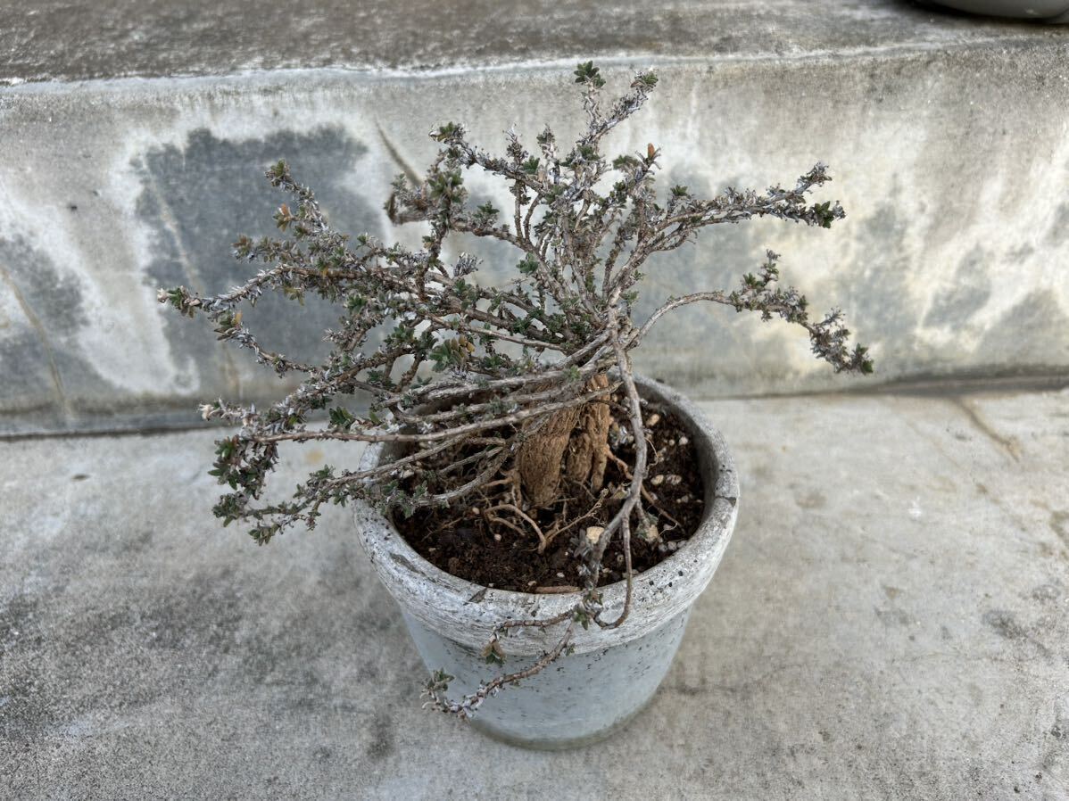 トリコディアデマ　姫紅小松　塊根植物　多肉植物_画像1