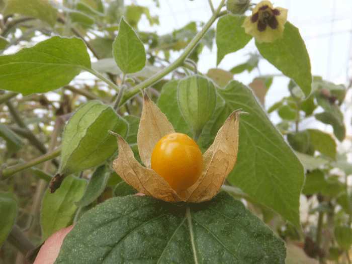 食用 ほおづき 種 50粒以上 種 北海道 ゴールデンベリーの画像5