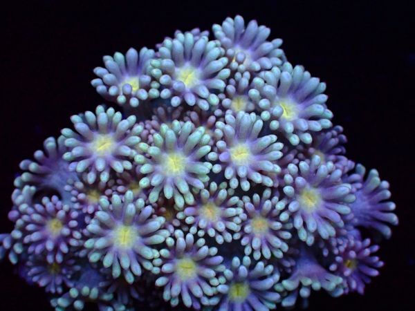 【珊瑚堂】☆満開☆ハナガサ　ライトイエロー『『Silver Yellow Goniopora』』　【coral】【サンゴ】【アクアリウム】_画像1