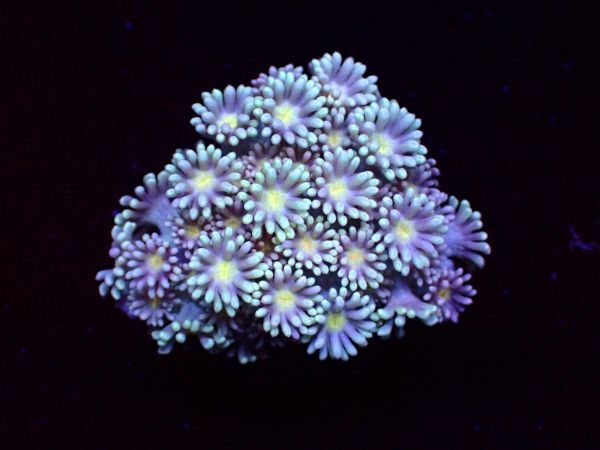 【珊瑚堂】☆満開☆ハナガサ　ライトイエロー『『Silver Yellow Goniopora』』　【coral】【サンゴ】【アクアリウム】_画像3