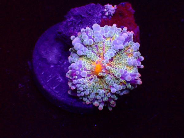【珊瑚堂】バブルディスク　レインボー　『Rainbow Ricordea Yuma Mushroom Coral』【アクアリウム】【サンゴ】【coral】_画像2