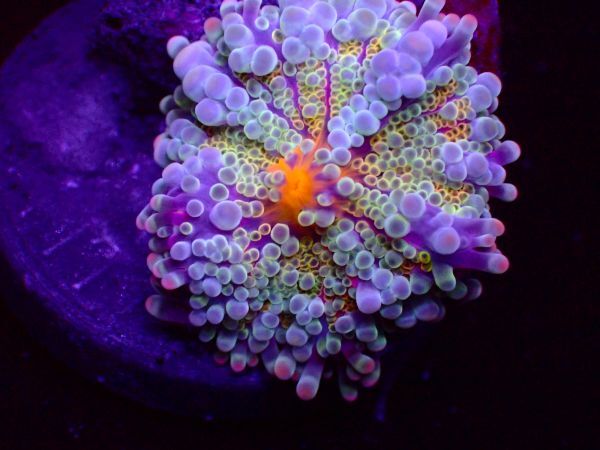 【珊瑚堂】バブルディスク　レインボー　『Rainbow Ricordea Yuma Mushroom Coral』【アクアリウム】【サンゴ】【coral】_画像4