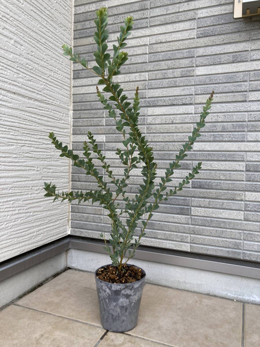  beautiful shape individual * beautiful silver leaf [ triangle leaf Akashi aAcacia cultriformis]. seedling height of tree 74cm( pot from the bottom )1 point thing 