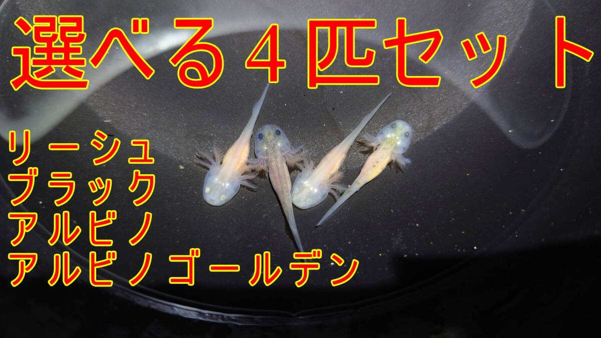 ウーパールーパー選べる4匹セット（4cm±0.5mm程度）_画像1