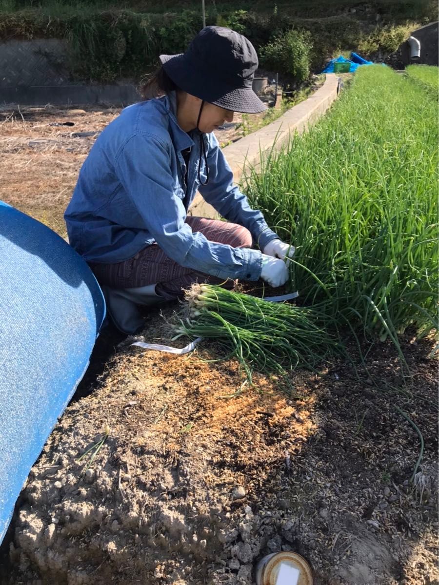 4月2日まで！南淡路島産　超希少新玉ねぎ　加津佐13号　5キロ