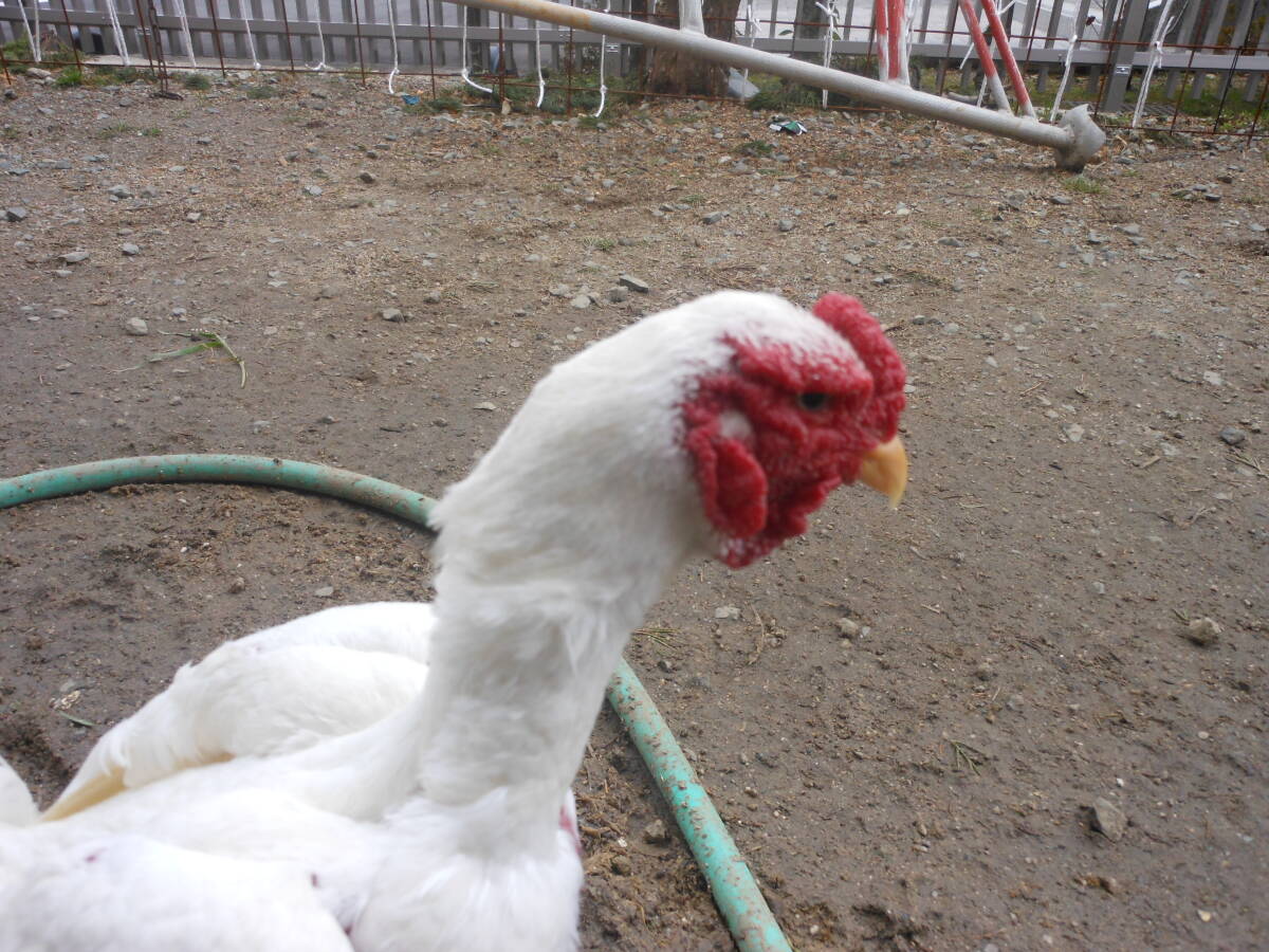 宮崎県鶏保存会会長系統です白小軍鶏6個食用有精卵_画像3