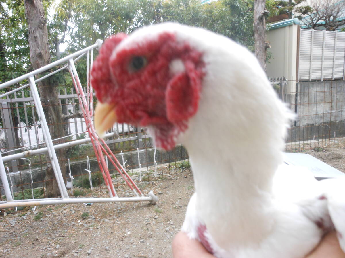 宮崎県鶏保存会会長系統です白小軍鶏6個食用有精卵_画像4