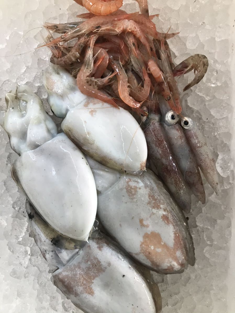 【送料込】鮮度抜群の鮮魚セット【大】豊後水道、宇和海産の画像5