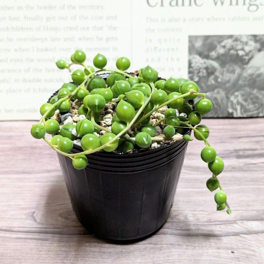 多肉植物 グリーンネックレス|Yahoo!フリマ(旧PayPayフリマ) 多肉植物 グリーンネックレス|Yahoo!フリマ(旧PayPayフリマ)