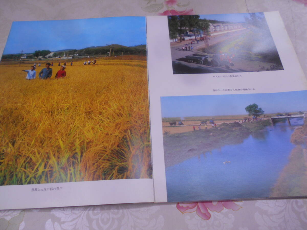 9L*| photoalbum morning .. agriculture KOREA\'s AGRICULTURE 1983 flat . foreign writing synthesis publish company North Korea 