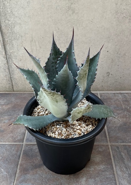 ◆アガベ テマカプリネンシス Agave Temacapulinensis ATE-F の画像3