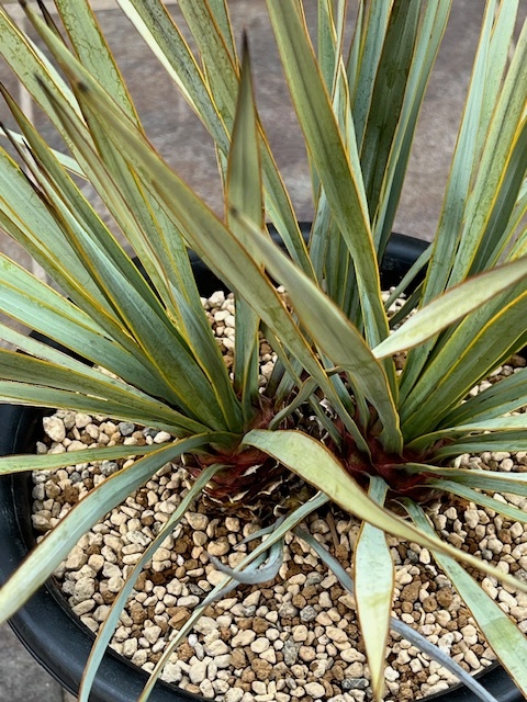 Yahoo!オークション - ユッカ リギダ Yucca Rigida YRI-K (3 Yahoo!オークション - ユッカ リギダ Yucca Rigida YRI-K (3