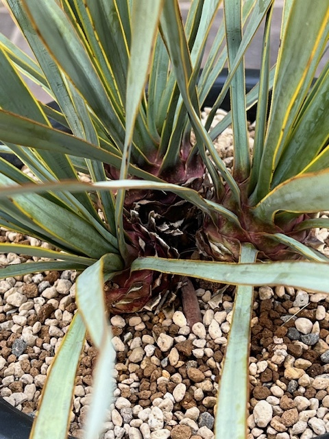 Yahoo!オークション - ユッカ リギダ Yucca Rigida YRI-K (3 Yahoo!オークション - ユッカ リギダ Yucca Rigida YRI-K (3