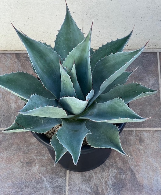 ◆アガベ　オバティフォリア　Agave Ovatifolia ASA-H 特大 ドライガーデン　ロックガーデン_画像1